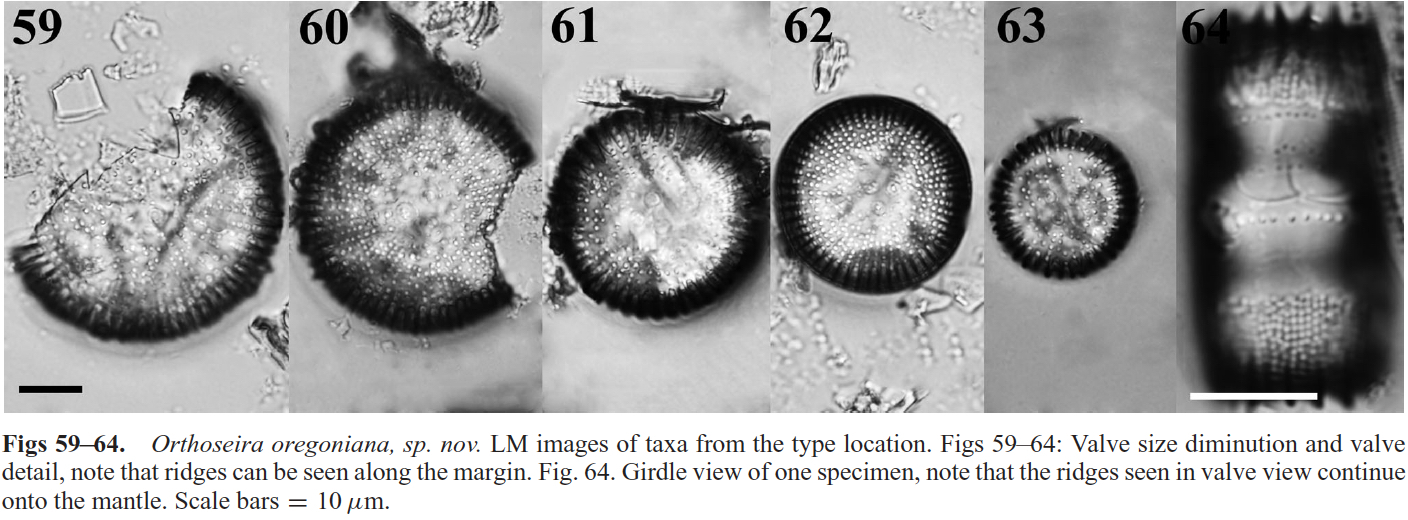 Orthoseira oregoniana orig illus 1