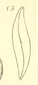 Plinflatum  Shadbolt1853  Fig9