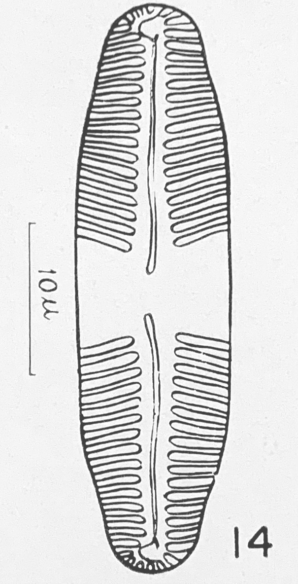 Pinnularia birnirkiana orig illus