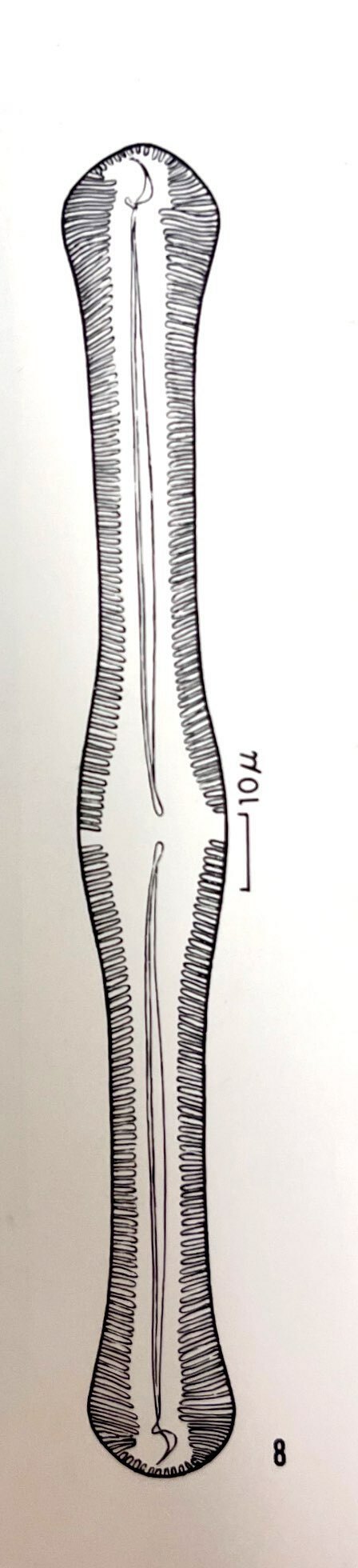 Pinnularia boyeri orig illus 1