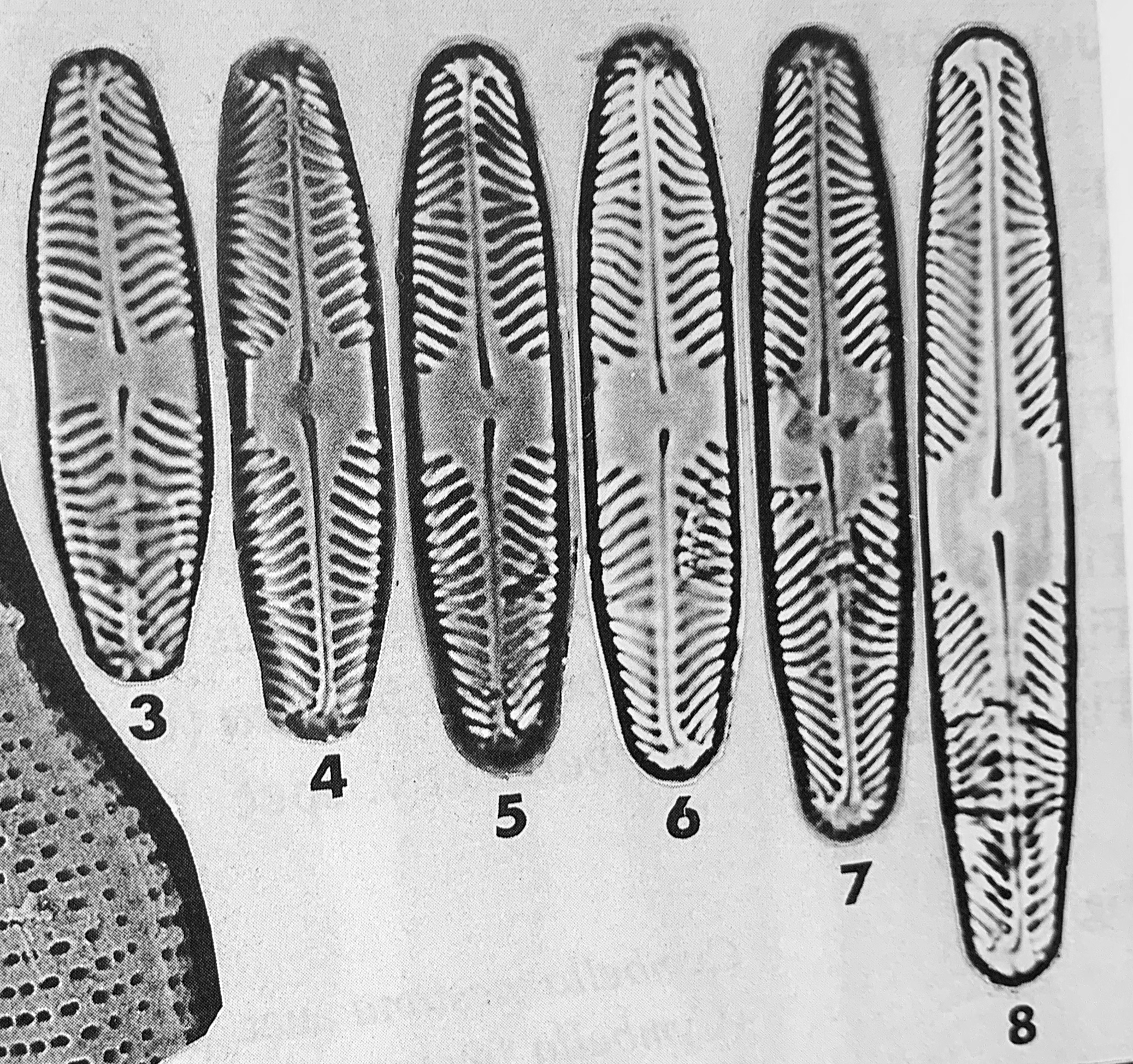 Pinnularia krammeri orig illus