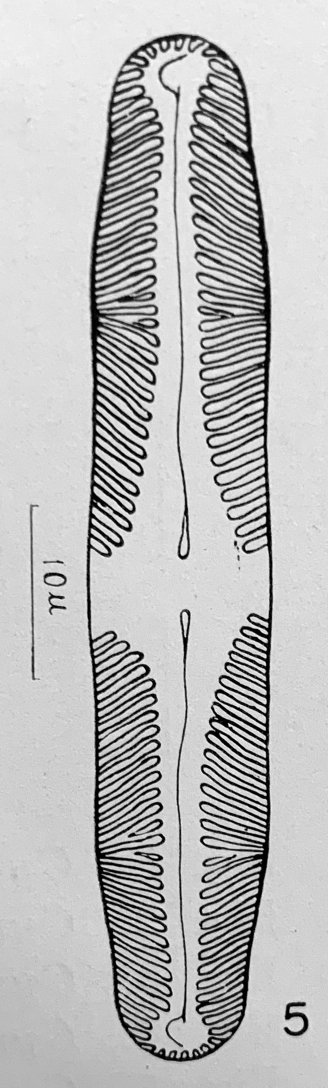 Pinnularia lacunicola orig illus