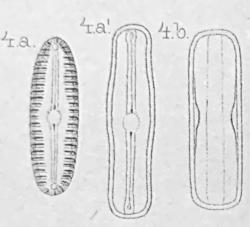 Pinnularia lagersedtii orig illus