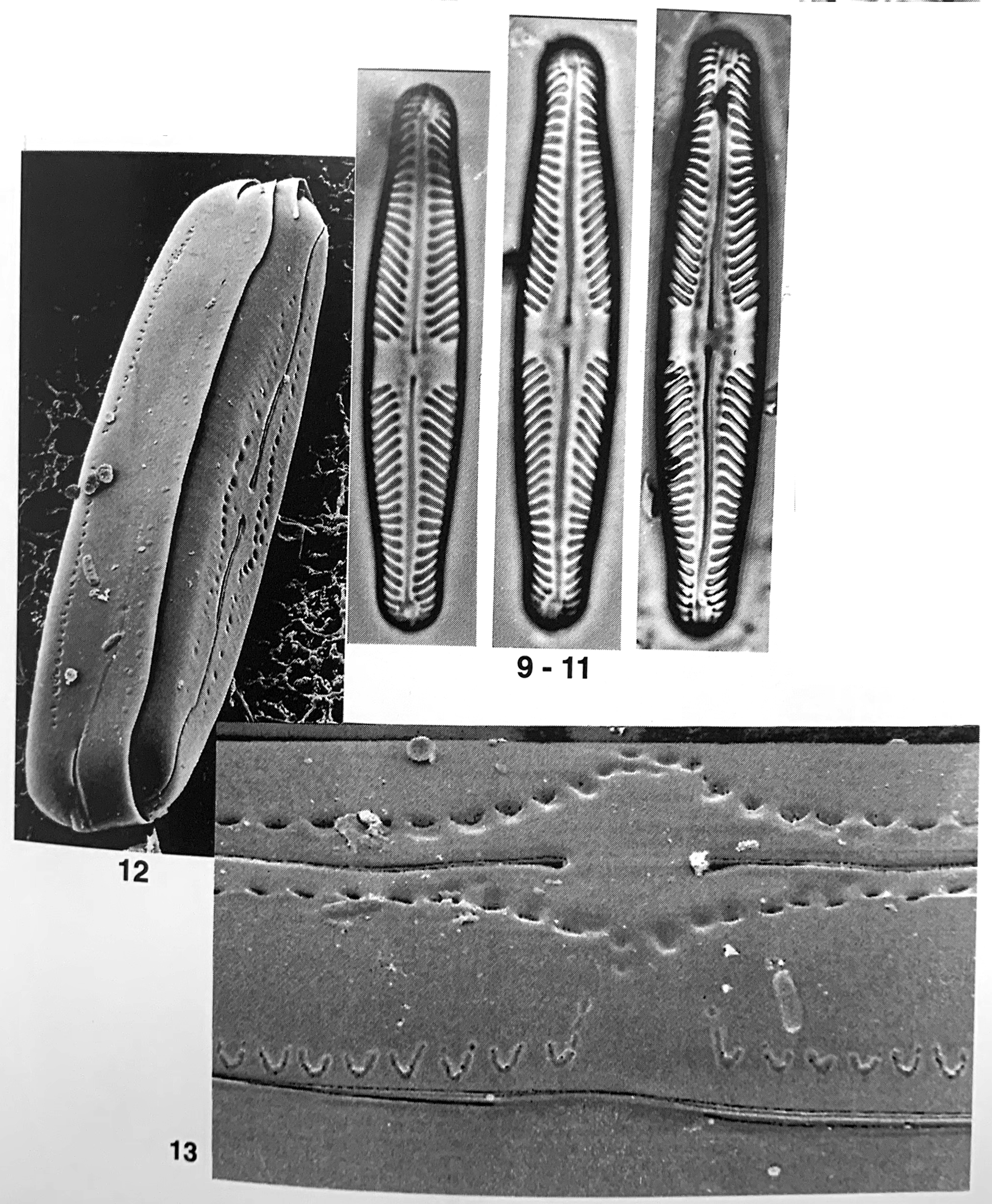 Pinnularia lunata orig illus