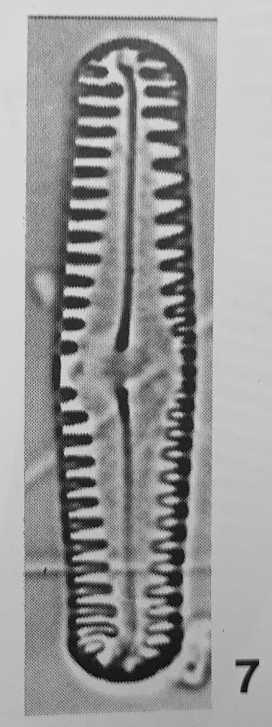 Pinnularia pseudoparva orig illus