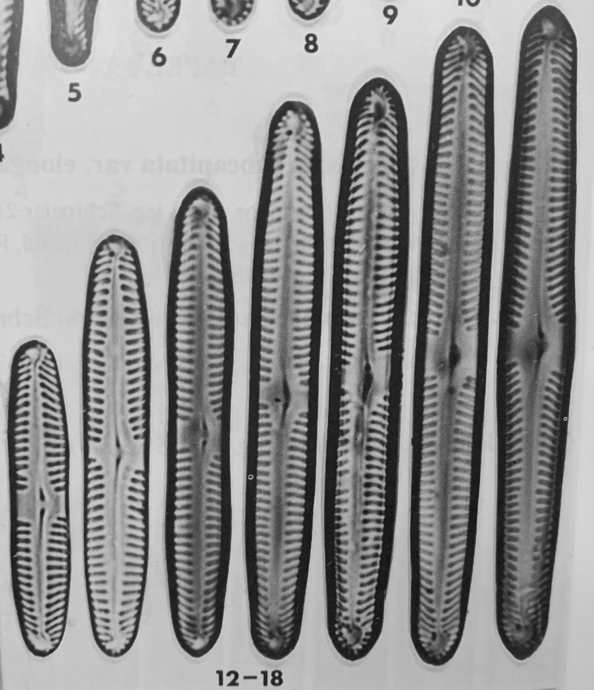 Pinnularia subcapitata var subrostrata orig illus