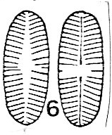 Psammothidium sacculum Orig Ill