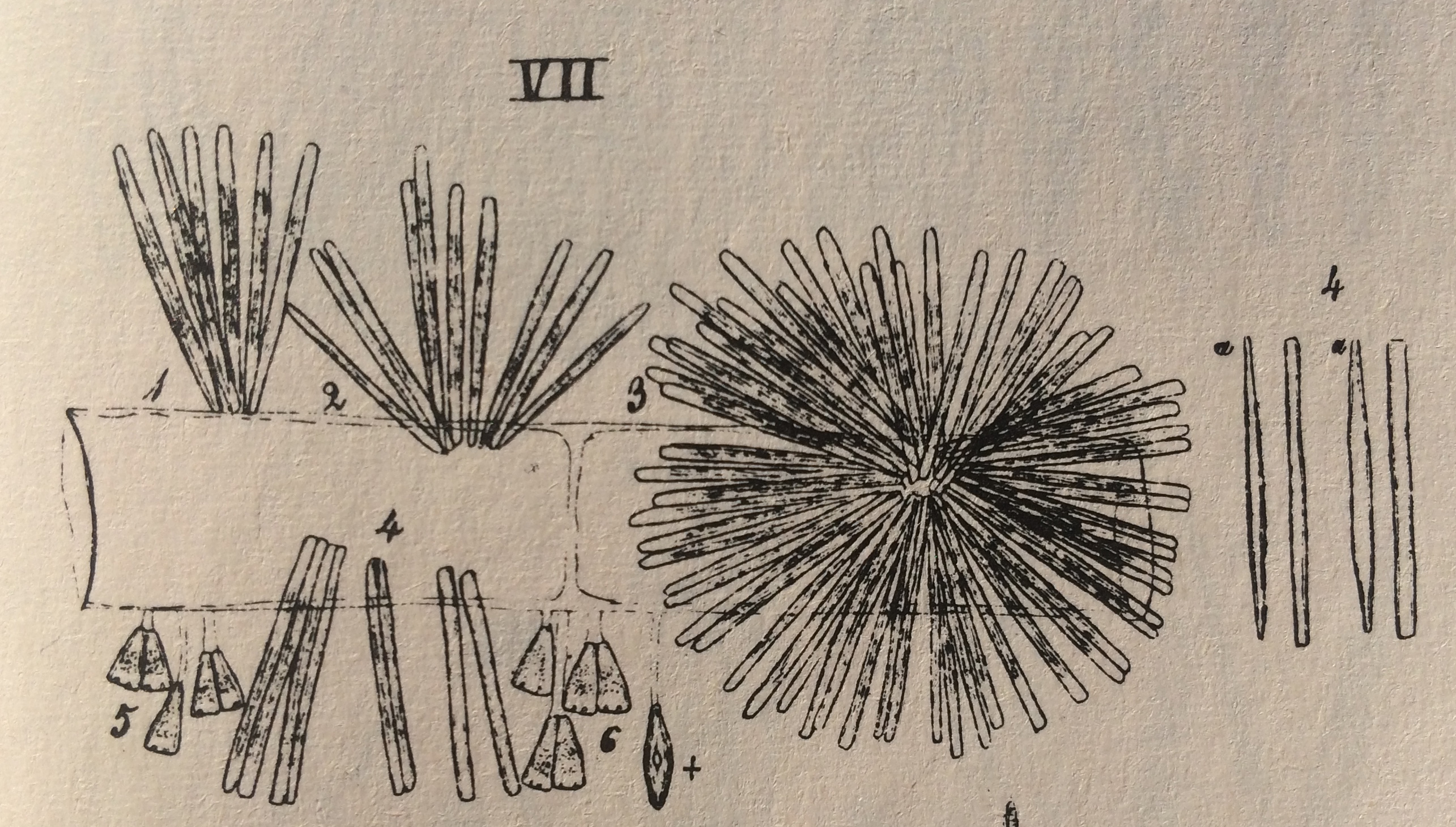 Syradians Originalimage