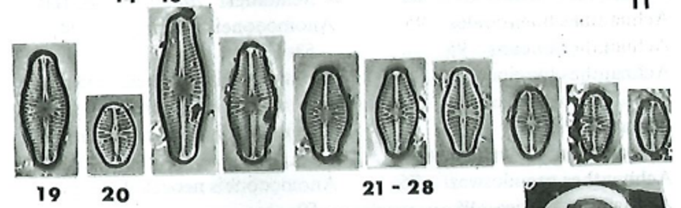 Sellaphora verecundiae orig illus1