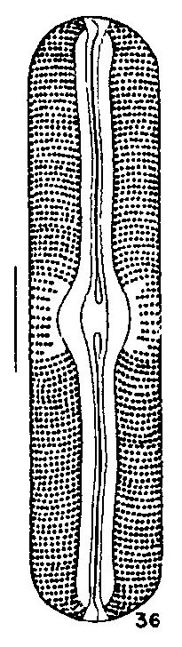 Sellaphora Alastos Origimag1001