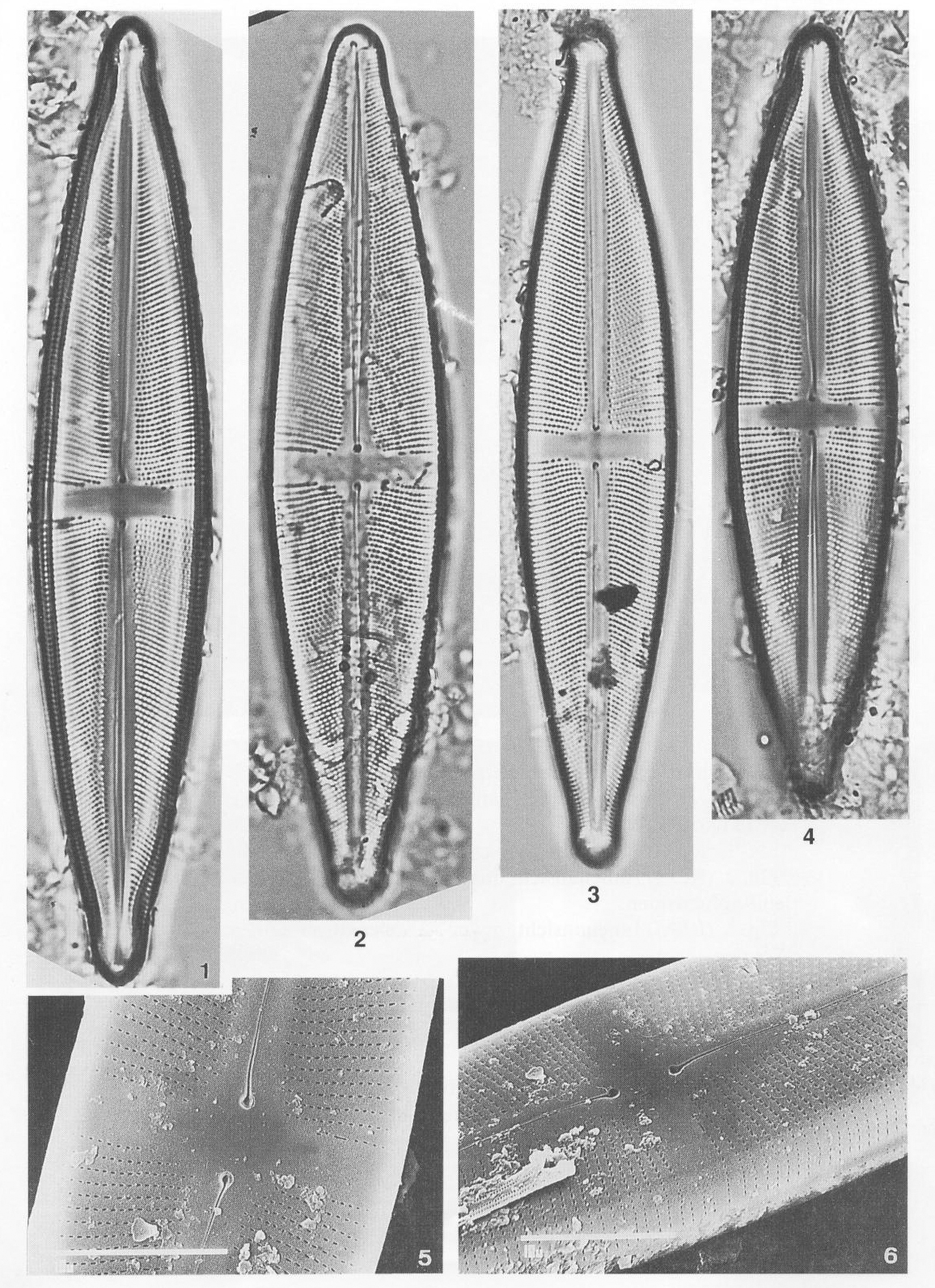 Sgracilis Origimag1