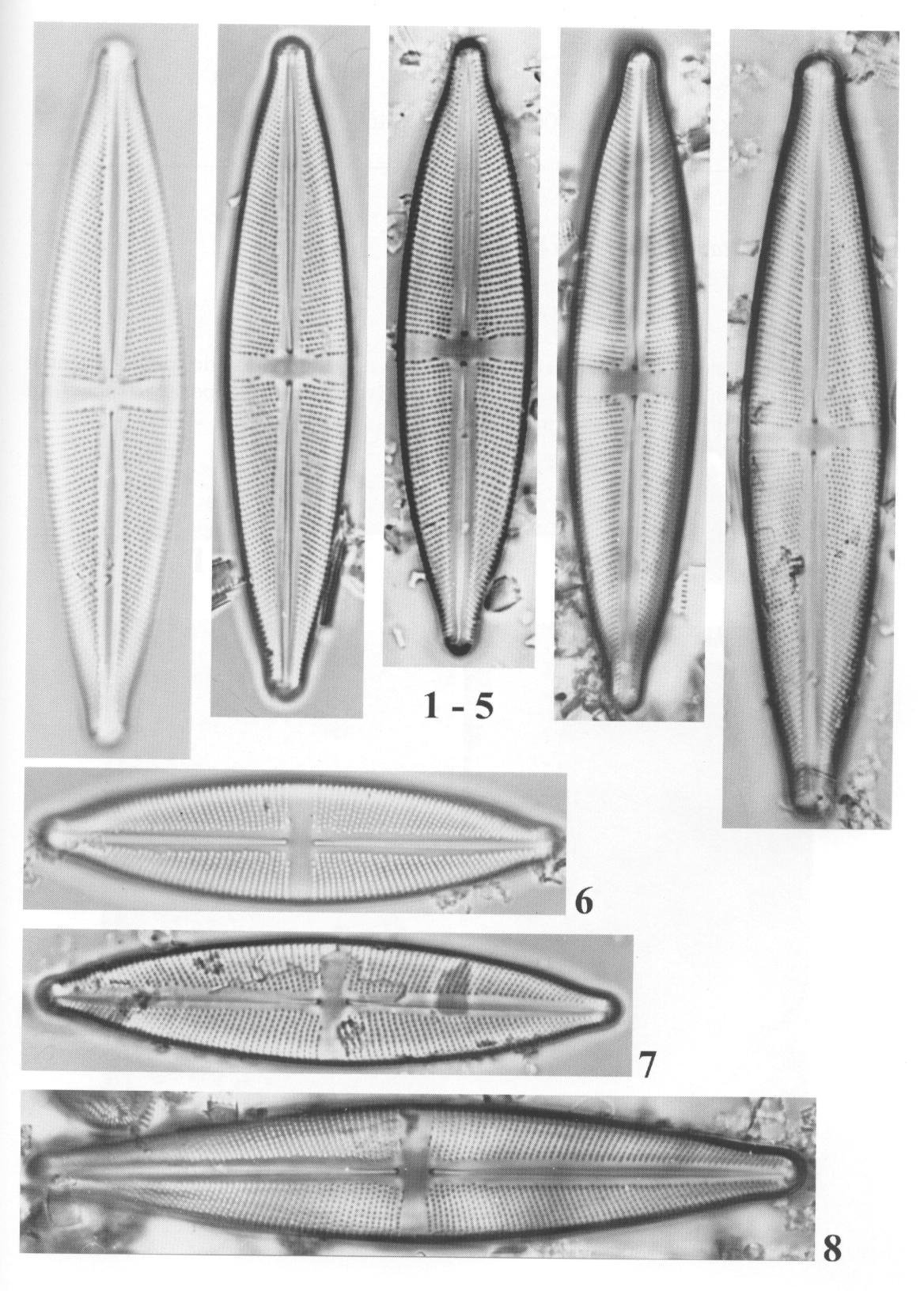 Sitalica Origimag1