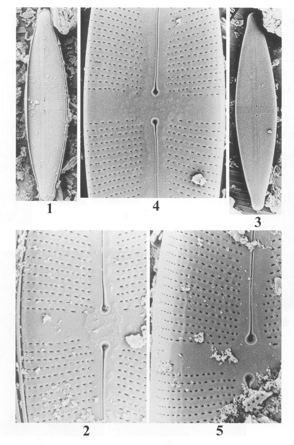 Sitalica Origimag2