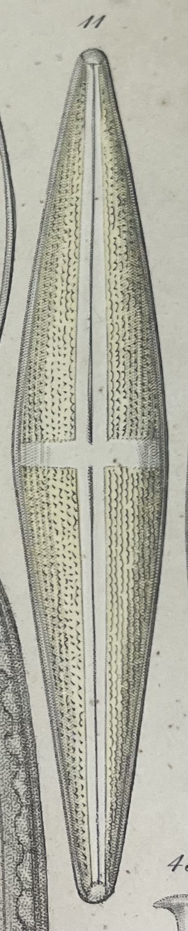 Stauroneis baileyi orig illus 2