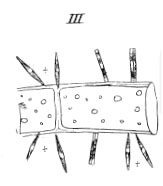Synedra Dissipata  Kutz 1844 Drawing