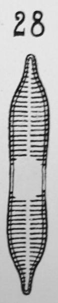 Ulnaria Ramesi Orig Desc Plate