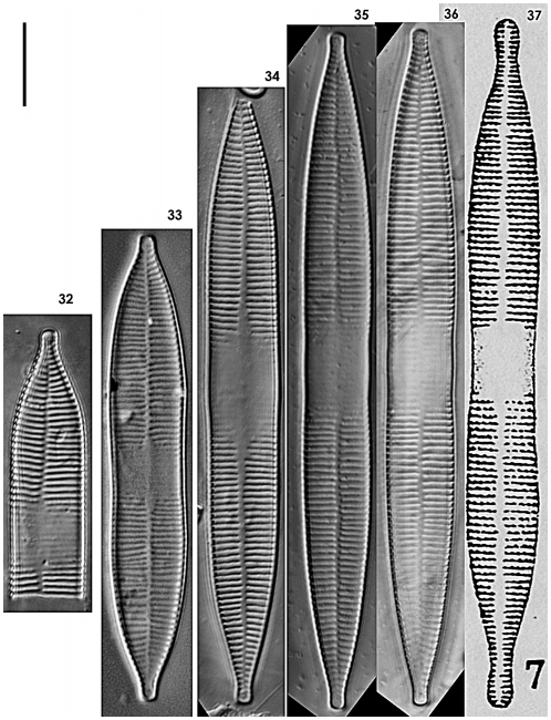 Ulnaria Rostrata Orig Desc Image4