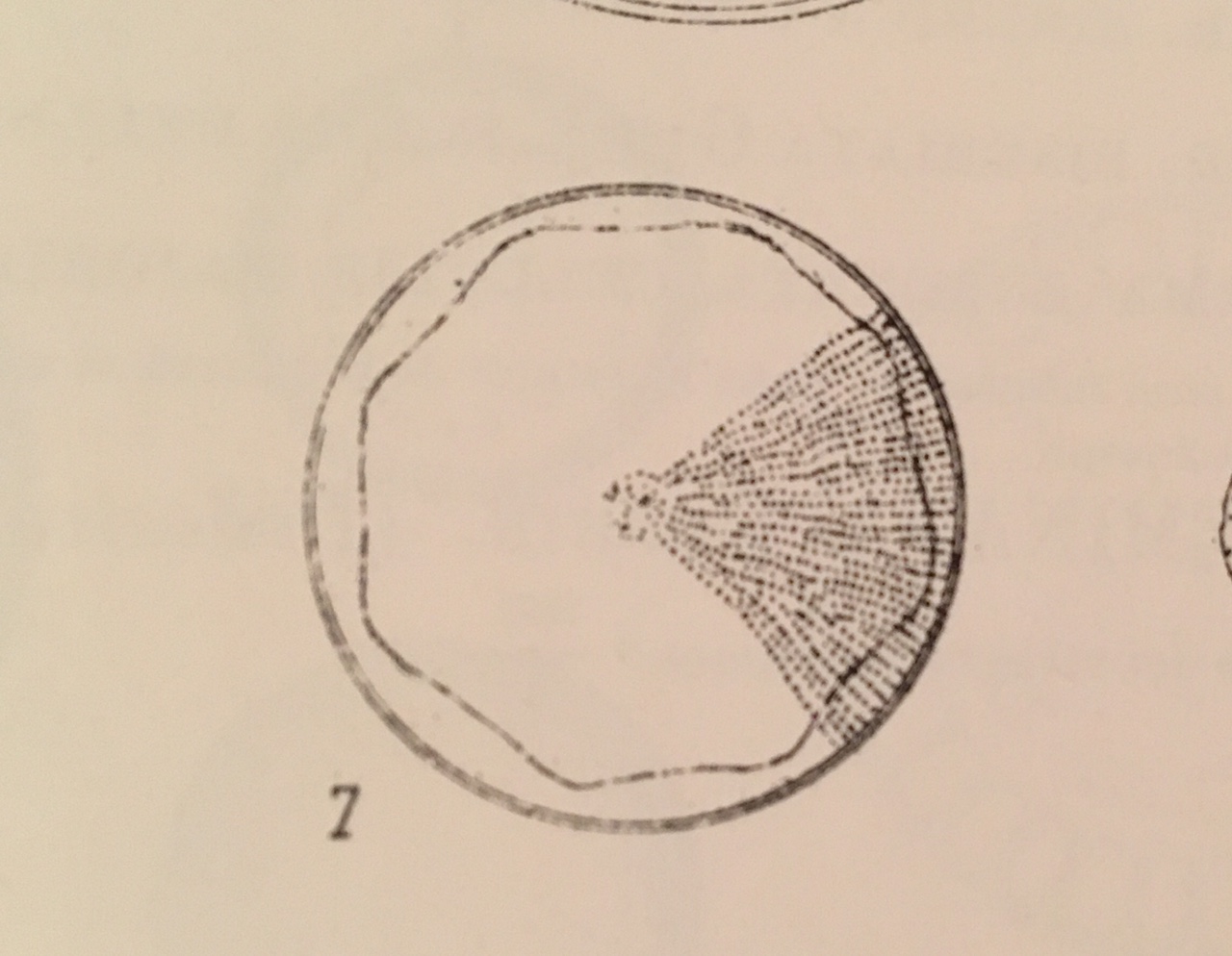 Van Heurck 1880 1881,  Pl  Xc Fig 7