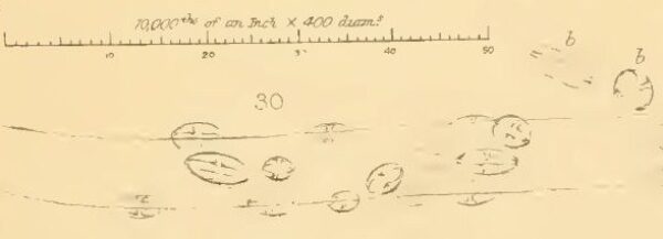 Smith 1853 Fig 2 30