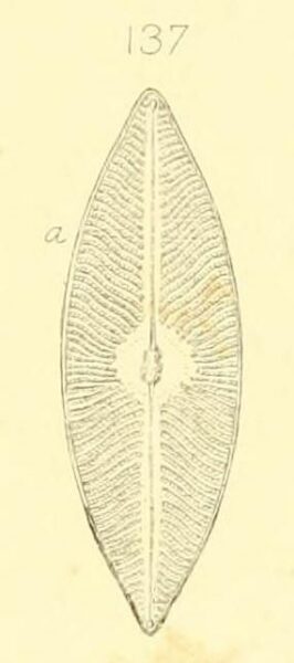Navicula elegans W Smith orig image