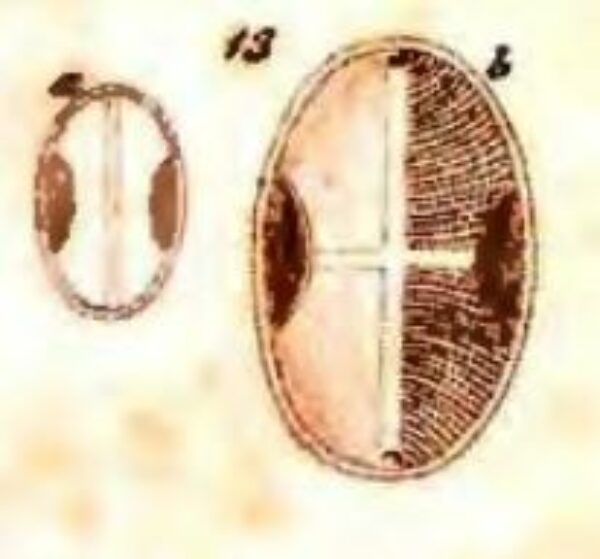 Cocconeis binotata Grunow 1863 orig image