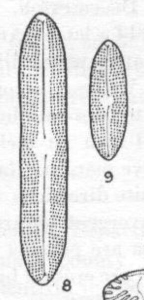 Navicula pseudosilicula var. olympica orig illus