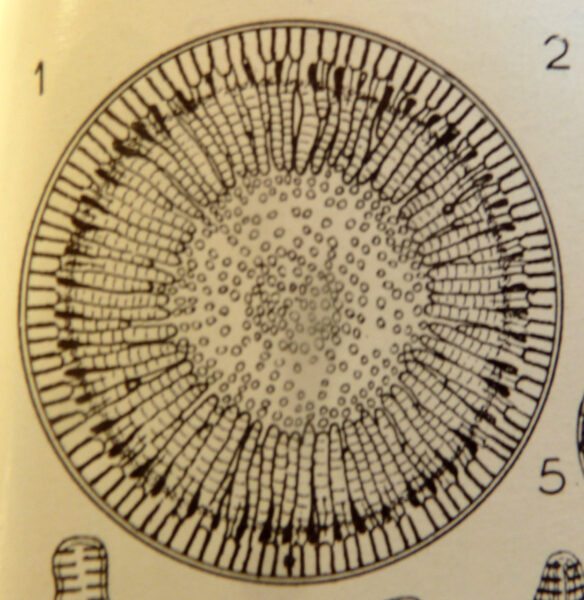 Cyclotella bodanica var. intermedia orig illus