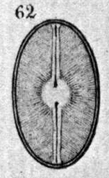 Navicula scutiformis orig illus