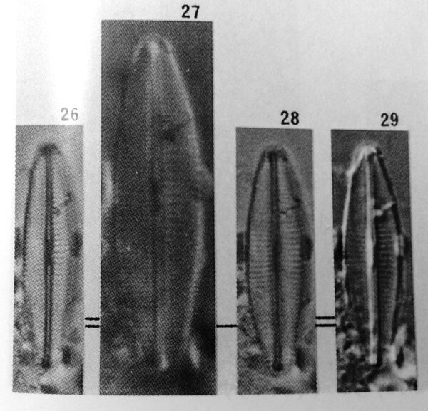 Navicula molestiformis