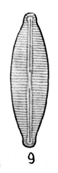 Navicula molestiformis orig illus