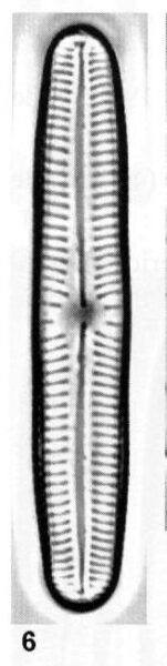 Cymbopleura oblongata orig illus