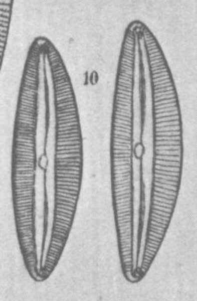Cymbopleura austriaca orig illus