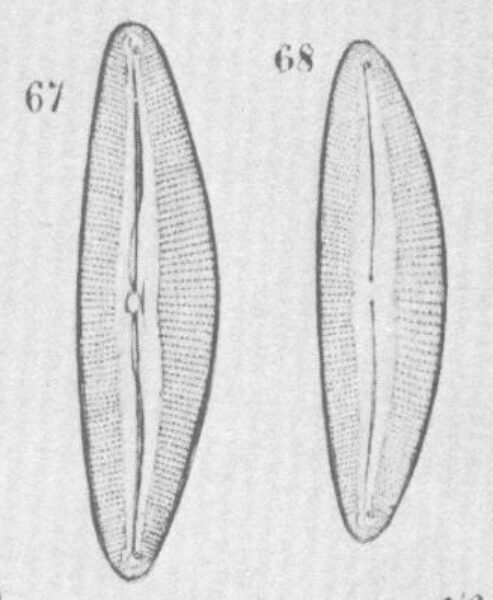 Cymbopleura austriaca orig illus 2