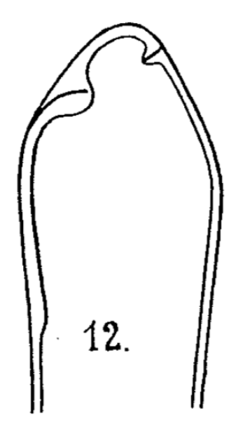 Eunotia tauntoniensis orig illus