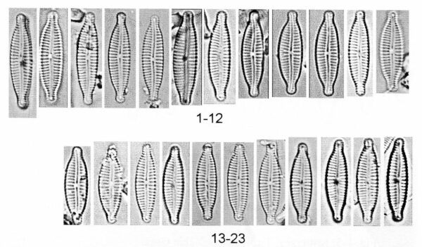 Encyonopsis Minuta Origimag014
