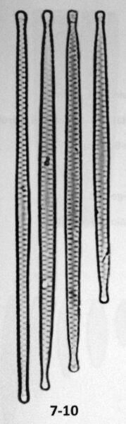 Fragilaria amphicephaloides orig illus