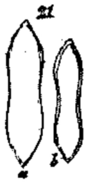 Fragilaria constricta orig illus