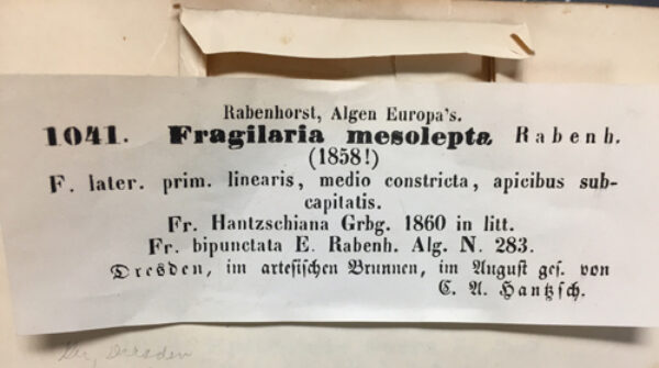 Fragilaria mesolepta orig illus