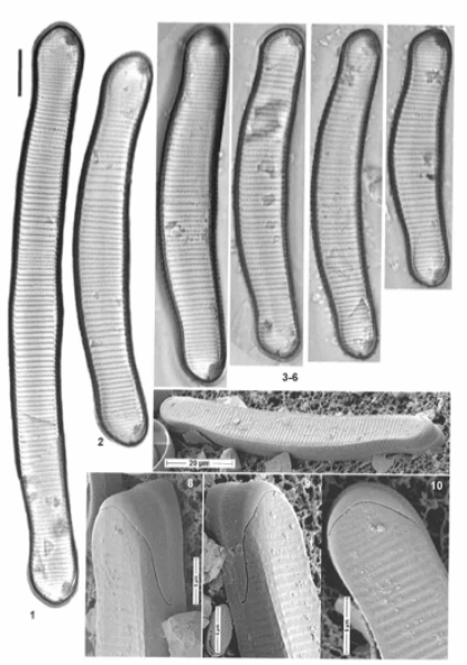 Eunotia metamonodon orig illus 3