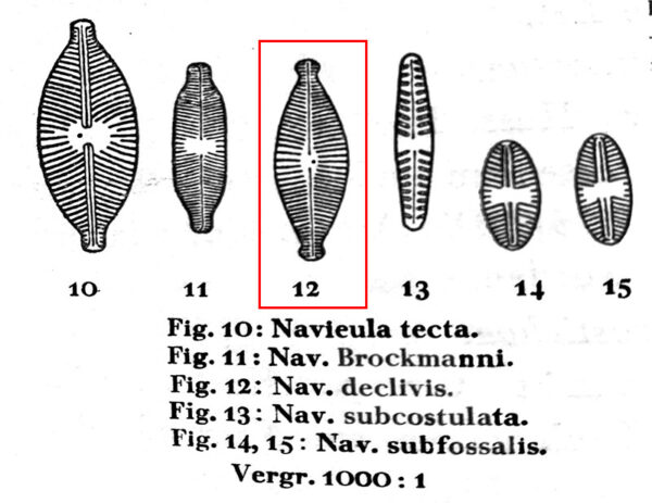 Navicula declivis orig illus