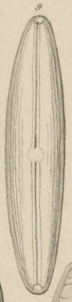 Navicula dilatata Ehren orig image 1854 pl4section2 Smithfield Rhode Islandfig9