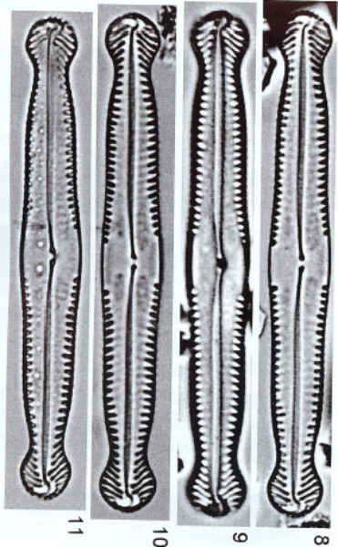 Pinnularia polyonca stidolphii Orig Ill