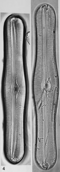 Pinnularia Pulchella Canadensis Orig Ill
