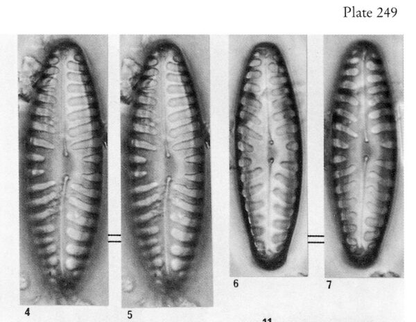 Pinnularia Borealis Lanceolata Origimag1001