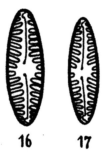 Pinnularia Borealis Lanceolata Origimag2002