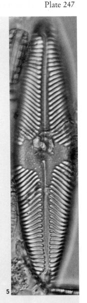 Pinnularia Suchlandtii Origimag3001