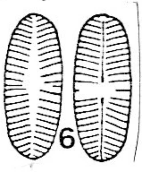 Psammothidium sacculum Orig Ill