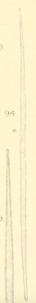 Smith 1853  Ulnaria Delicatissima Type
