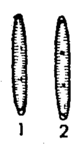 Fragilaria kriegerana orig illus 2
