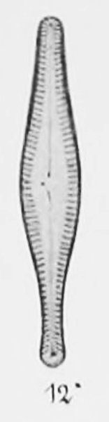 Gomphonema manubrium orig illus